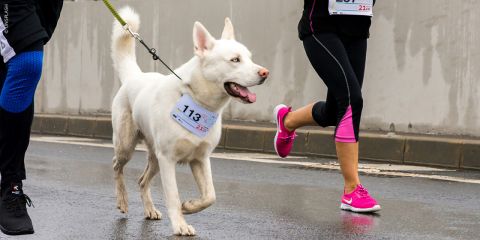 Bilder-Blog-Sport-mit-Hund_fs24_1120x560_laufen