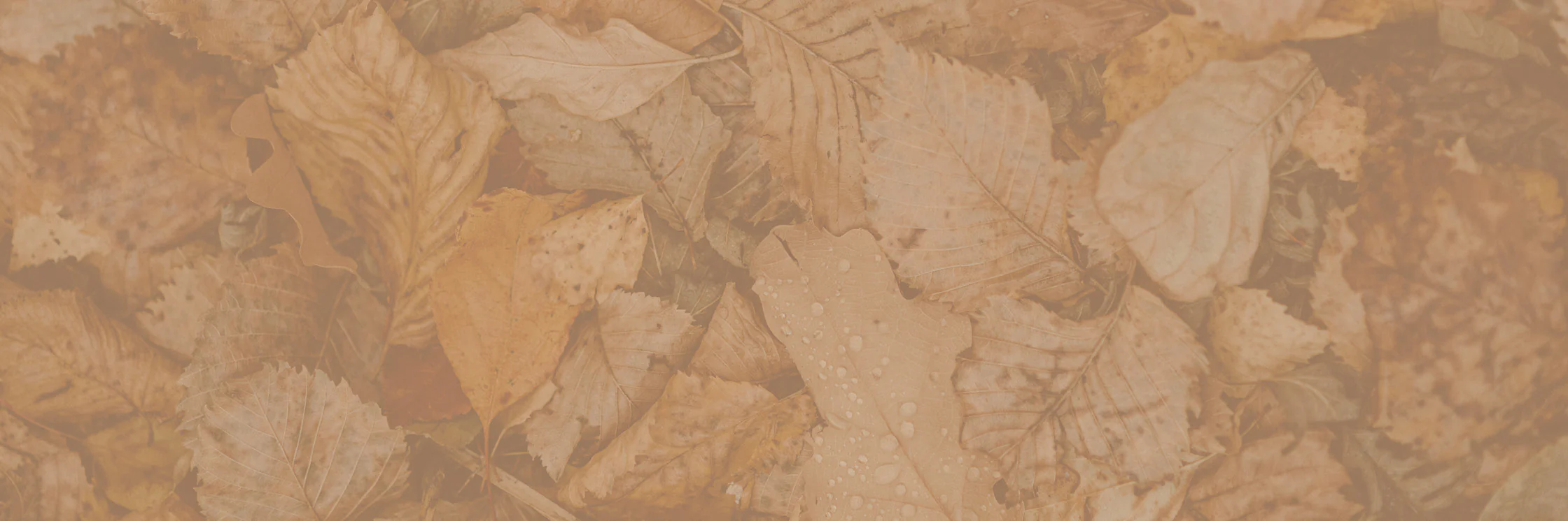 section-hintergrund-herbstlaub-hw24_2240x746_